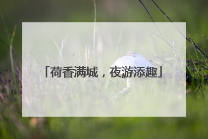 荷香满城，夜游添趣